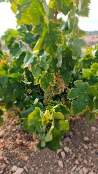 Más detalles de Terreno en venta