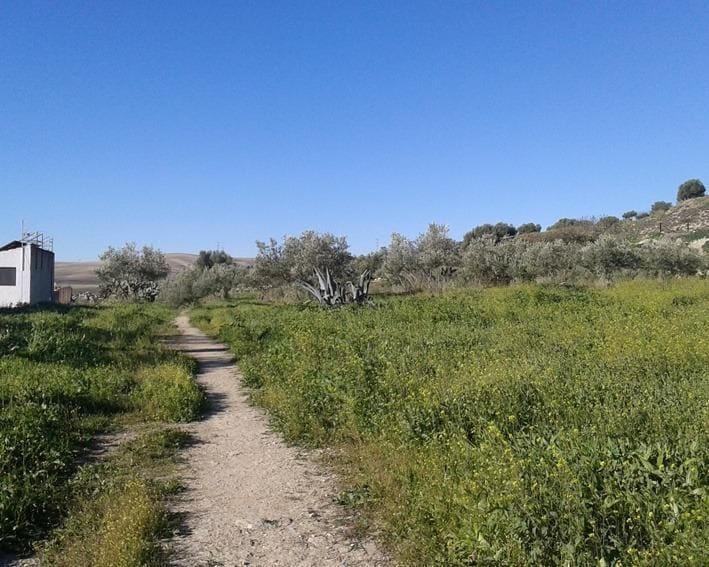 Terreno en Espera, Cádiz en venta - Foto del edificio - Imagen 3 de 4
