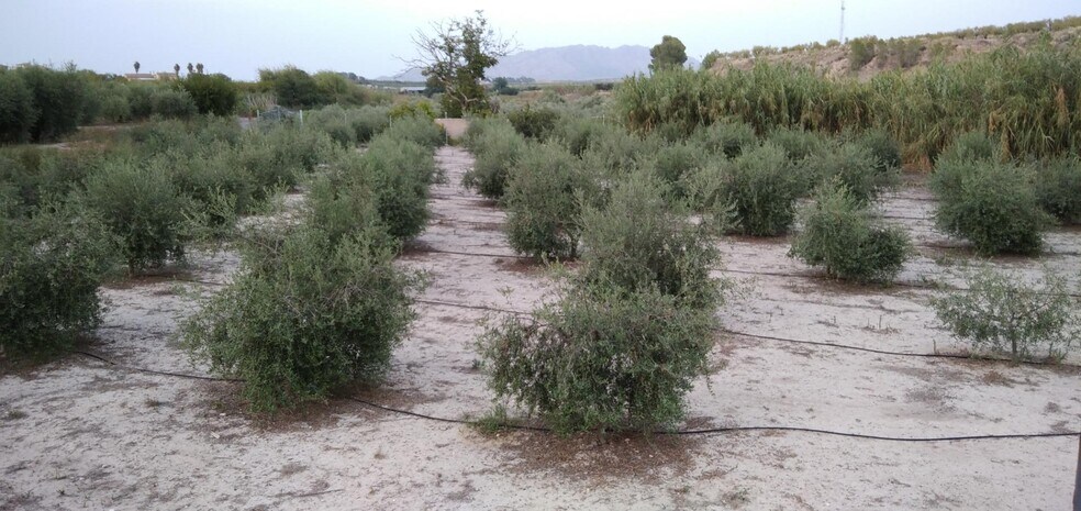 Terreno en Cehegín, Murcia en venta - Foto del edificio - Imagen 1 de 37