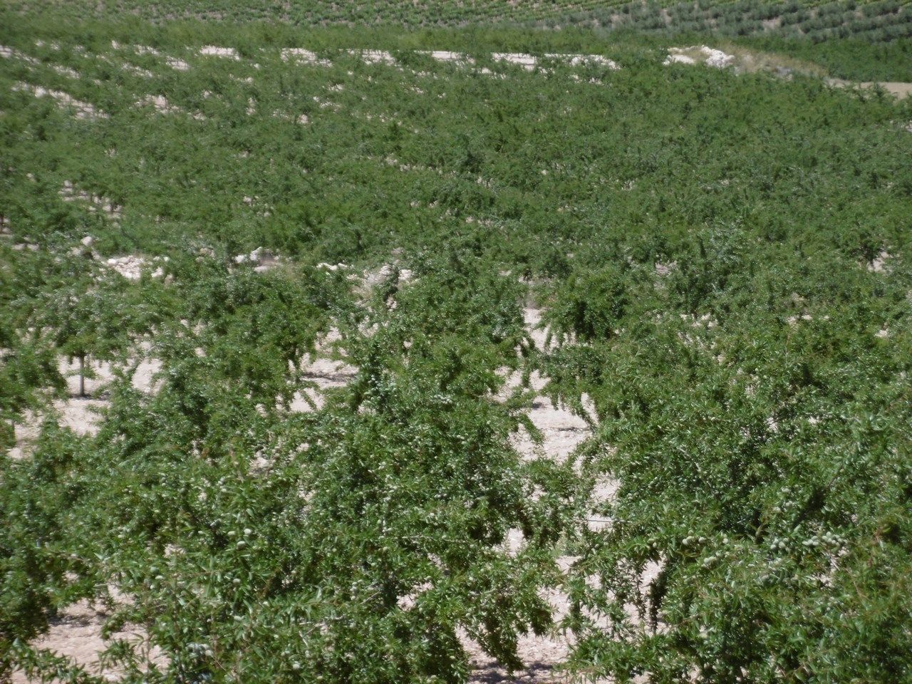 Terreno en Murcia en venta Foto del edificio- Imagen 1 de 15