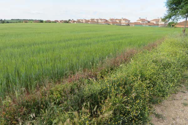 Terreno en Pozuelo del Rey, Madrid en venta - Otros - Imagen 2 de 2