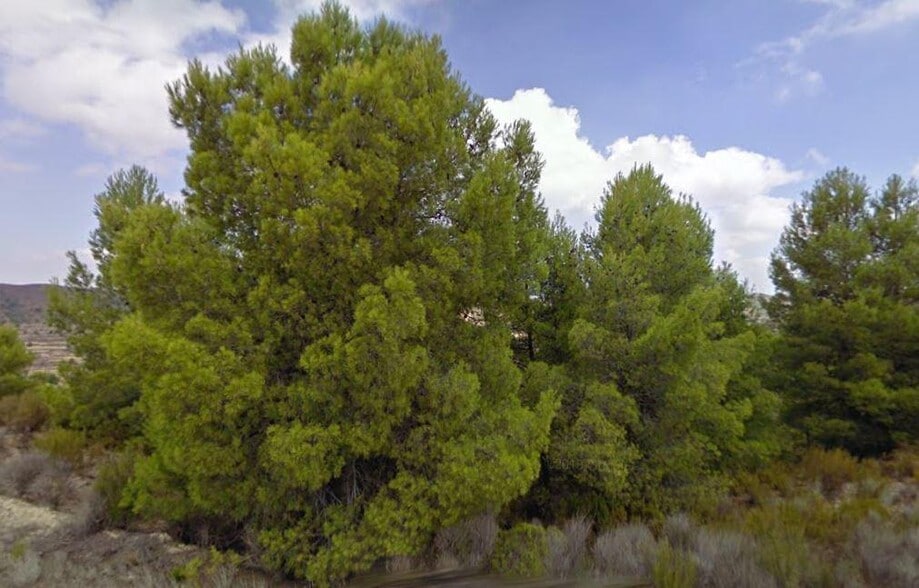 Terreno en Lorca, Murcia en venta - Foto del edificio - Imagen 2 de 3