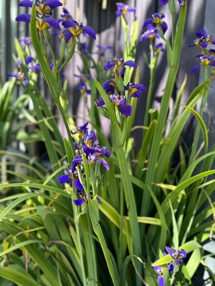 111 Rhode Island St, San Francisco, CA en alquiler - Foto del edificio - Imagen 2 de 21