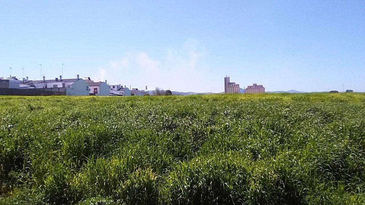 Terreno en Osuna, Sevilla en venta Foto principal- Imagen 1 de 9