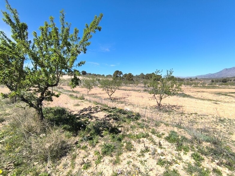 Terreno en Jumilla en venta - Foto del edificio - Imagen 3 de 4